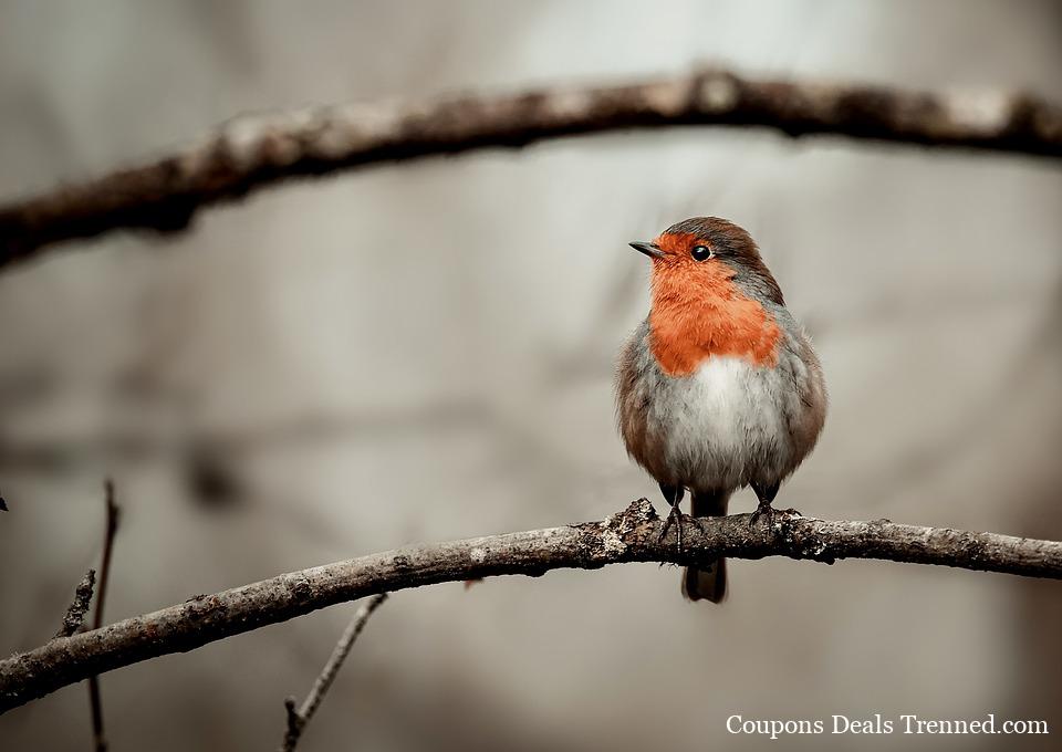 red robin coupons